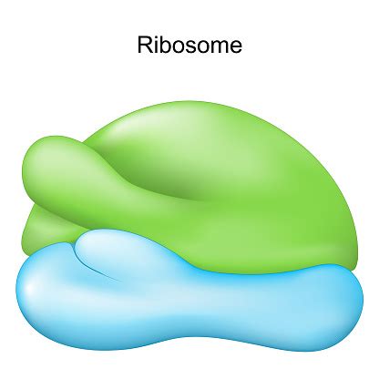 Ribosome Cell Organelle For Protein Synthesis Stock Illustration ...