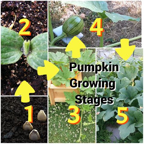 Pumpkin Growth Stages