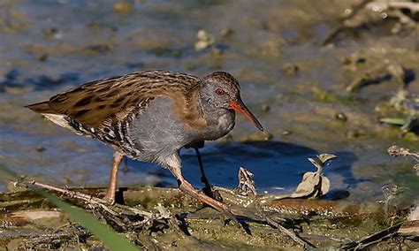 What Are Wading Birds? - WorldAtlas