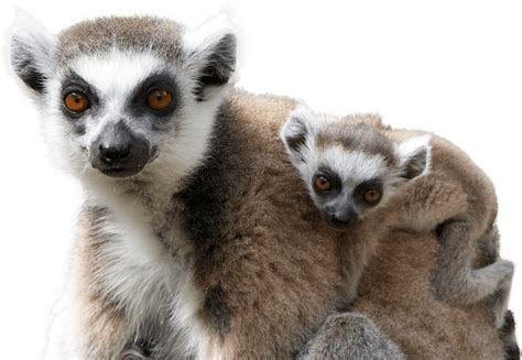 Ring-tail Lemur | National Zoo & Aquarium