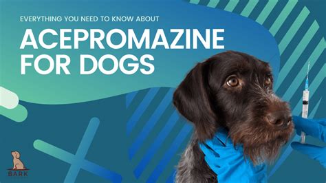 Everything You Need To Know About Acepromazine For Dogs | Bark For More