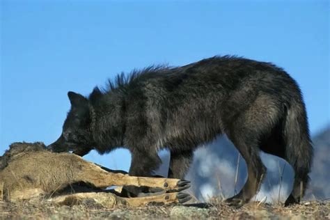 Mackenzie Valley Wolf: How to Identify the Largest Wolf