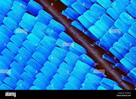 Butterfly wing microscope hi-res stock photography and images - Alamy