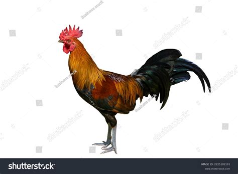 Gamecock Rooster Isolated On White Background Stock Photo 2225102191 ...