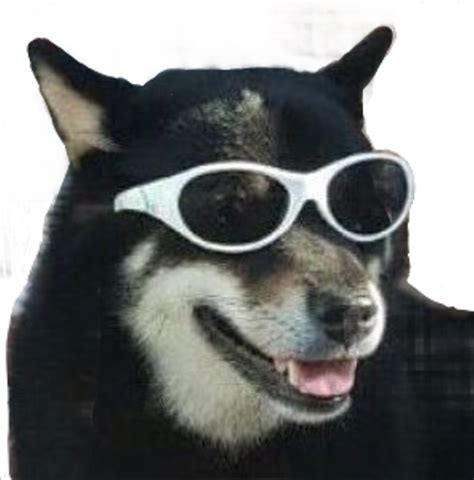 Download #dog #meme #funny #puppy #sunglasses #freetoedit - Companion Dog PNG Image with No ...