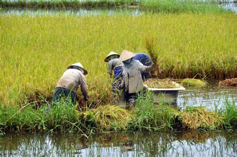 Harvesting Rice stock photo. Image of crop, hand, agriculture - 21625764