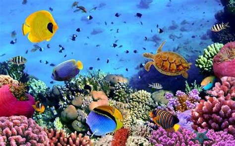 national geographic underwater photography - Búsqueda de Google | Underwater wallpaper, Aquarium ...