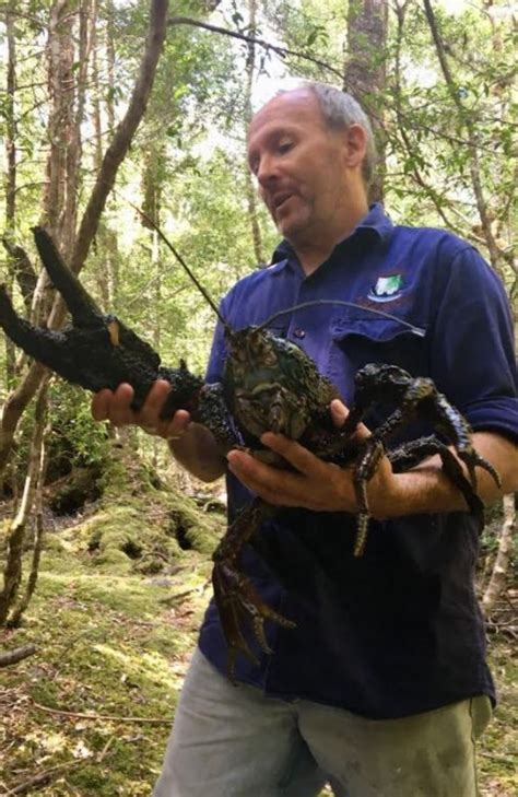 One-clawed, 3-kg crayfish biggest found in 40 years | Daily Telegraph