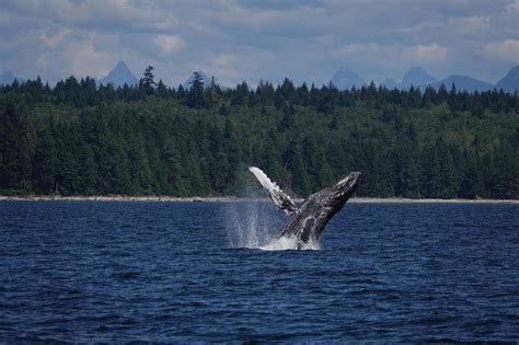 Campbell River Whale Watching Sustainable Wildlife Tours