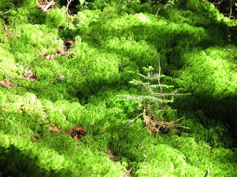 Boreal Forest: Boreal Forest Plants List