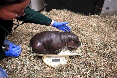 Virginia Zoo Introduces Rare Baby Hippo Over Christmas Weekend