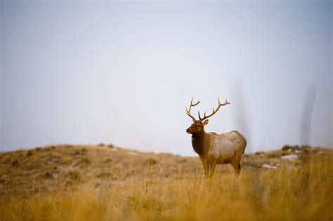 Hunting Permits - Nebraska Game & Parks Commission