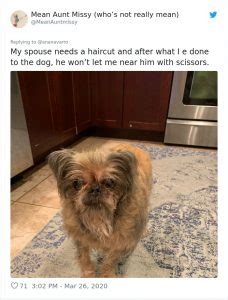 30 Hilarious Times Quarantined People Failed At Grooming Their Dog And Realized They Needed A ...