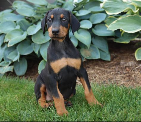 Doberman Pinscher Puppies for Sale in Boyd, TX | Lancaster Puppies