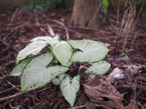 Caladium Leaves, Pink and Green Stock Photo - Image of caladium, green: 185432696