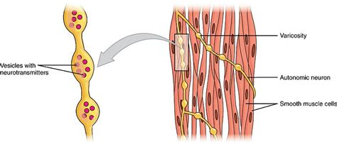 What is the Difference Between Striated Non Striated and Cardiac ...