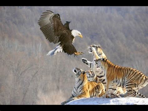 5 SAVAGE ANIMAL FIGHTS | Savage animals, Animals wild, Wild creatures