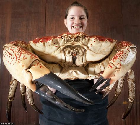 Monster Tasmanian giant crab now at British aquarium