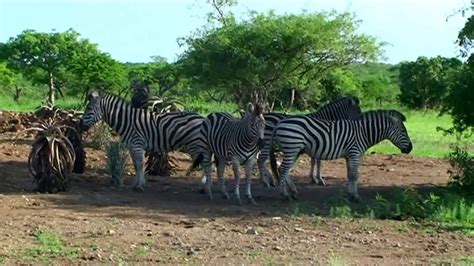 Afrique du sud les animaux sauvages du parc Paul Kruger - YouTube