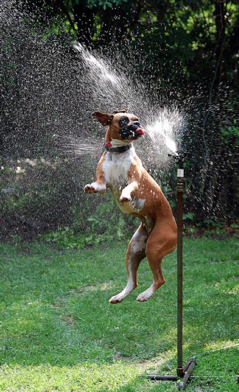 12 Reasons Boxers Are The Worst Breed EVER