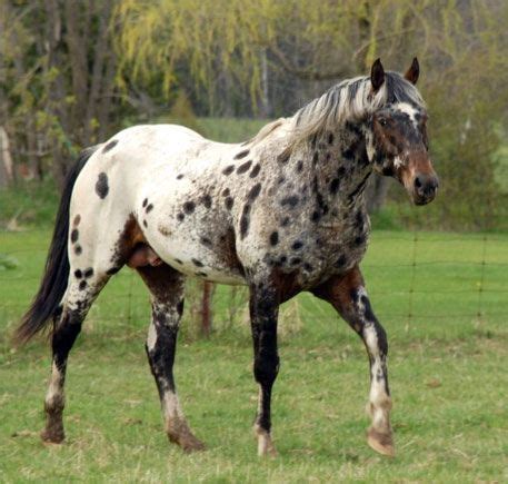 Pin von anna mostoller auf Horsies | Appaloosa pferde, Schöne pferde, Pferde