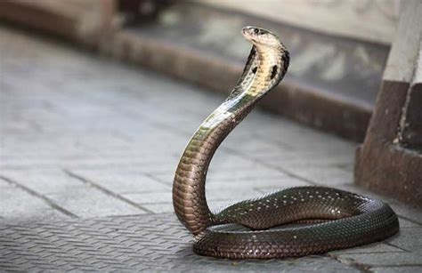 Cobra Attack: Man Bitten in Toilet – Cobras.org