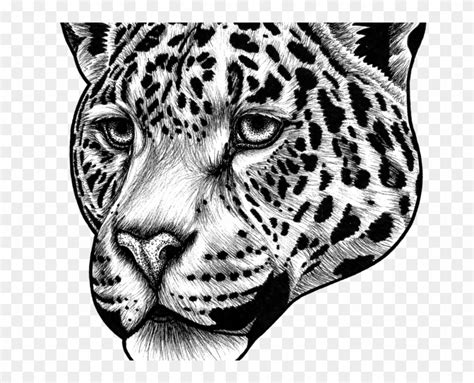 Jaguar Transparent Cat - Drawing Jaguar Face, HD Png Download - 800x600(#3163023) - PngFind