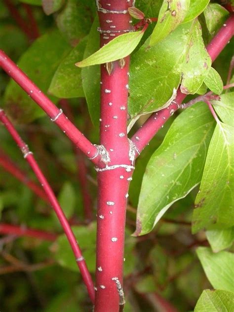 Planting Red Twig Dogwoods - How To Grow Red Twig Dogwood Trees