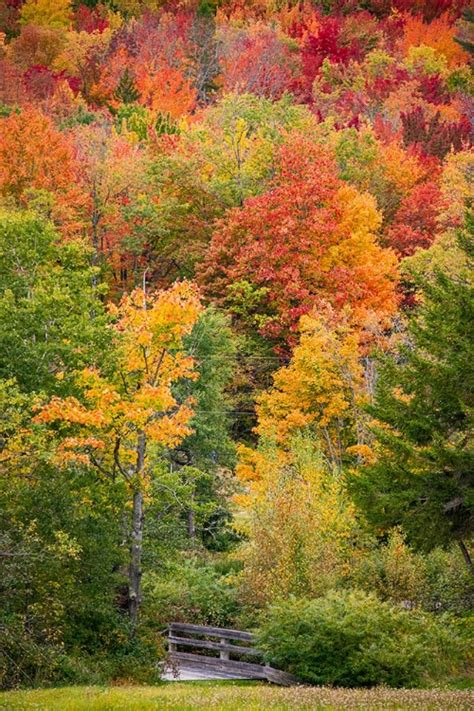 Somerset House - Images. USA-VERMONT-FALL FOLIAGE IN GREEN MOUNTAINS AT BREAD LOAF-OWNED BY ...