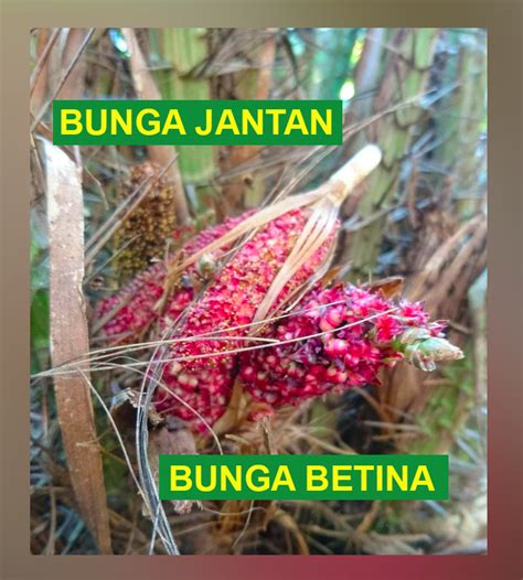 Cara Penyerbukan Bunga Salak - Kampus Tani