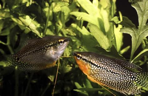 Insanely Awesome Facts About Kissing Gourami, the Kissing Fish