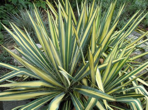 Online Plant Guide - Yucca filamentosa 'Color Guard' / Color Guard Yucca