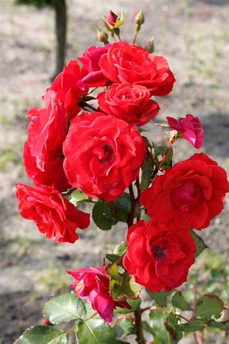 Free Images : nature, red rose, shrub, floribunda, pink flower, summer flowers, rosebush ...