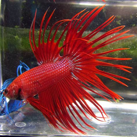 Pre-Order Assorted Color Crowntail Male Bettas - TRiN's Tropical Fish