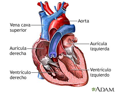 Cámaras del corazón: MedlinePlus enciclopedia médica illustración