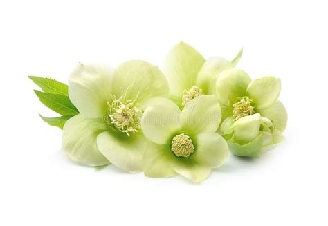 Hellebore flowers stock image. Image of homemade, hellebore - 189473929