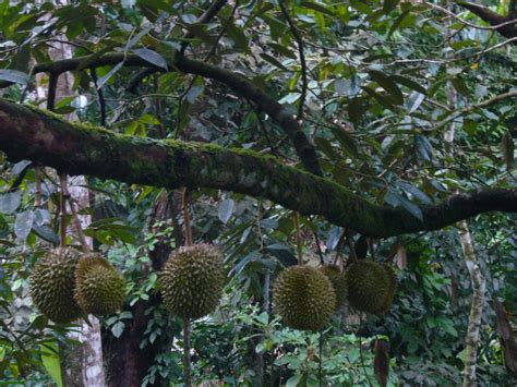 durian tree 3 | dpage.org