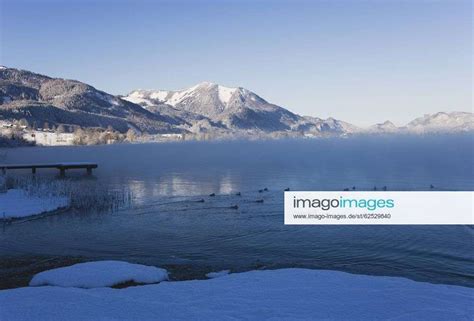 Austria, Lake Wolfgangsee, Bald coots (Fulica atra), Zwoelferhorn in winter