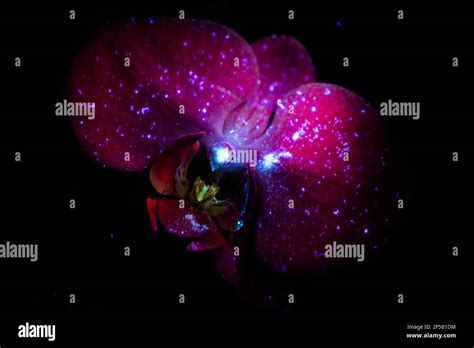 Amazing orchids in UV light Stock Photo - Alamy