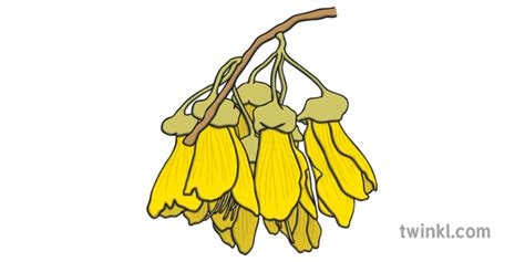 Kowhai Flowers Illustration - Twinkl