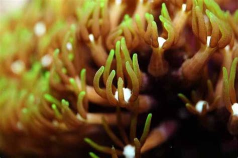 Green star polyps: soft coral care guide for reef aquarium