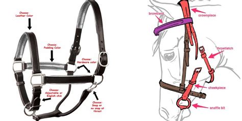 Difference Between Horse Bridle and Halter | Horse Saddle Shop