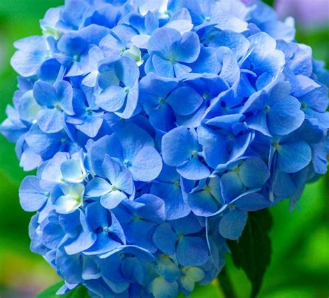 Premium Photo | Blue hydrangea flowers close up