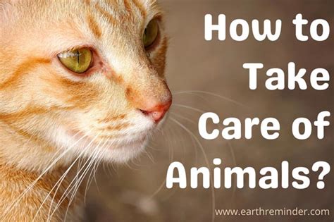 How Can You Take Care of Animals? - Earth Reminder