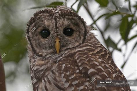 Juvenile Barred Owl — habitat, strix varia - Stock Photo | #169002328