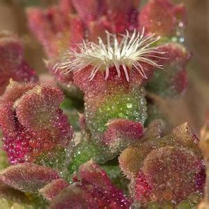 Crystalline Succulent Seeds 20 Mesembryanthemum Crystallinum Seeds 20 ...