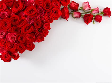 Red Roses on White Background Ultra HD Desktop Background Wallpaper for ...