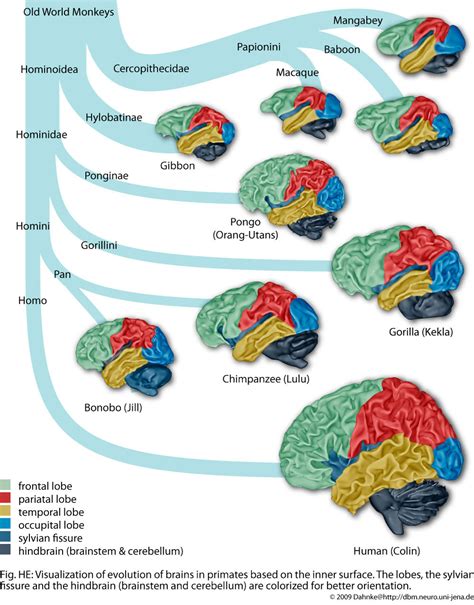 Scientific Illustration | anthrocentric: Visual Specialization and Brain...