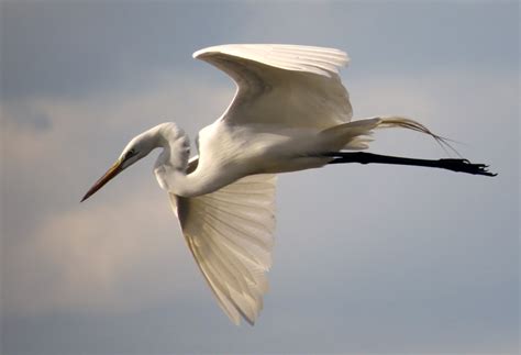 White Egret in Flight - Birds and Blooms