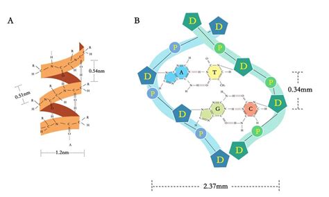 The hydrogen bonds of α-helix and DNA double helix. A α-helix. A... | Download Scientific Diagram